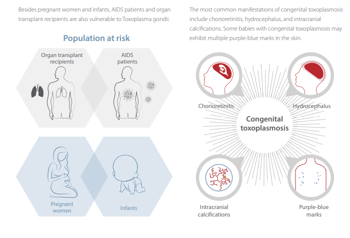 Mindray CLIA Controls